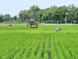 Insert-Data : Ironi !  Petani Lebih  Miskin Dari Pengangguran (3)