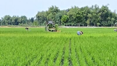 Insert-Data : Ironi !  Petani Lebih  Miskin Dari Pengangguran (3)